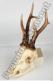 Skull Deer 0001